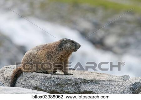 "Alpine Marmot (Marmota marmota) sitting on a rock beside a mountain stream, Zillertal, Tyrol, Austria, Europe" View Large Photo Image Stock Image - "Alpine Marmot (Marmota marmota) sitting on a rock beside a mountain stream, Zillertal, Tyrol, Austria, Europe". Fotosearch