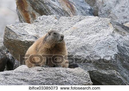 "Alpine Marmot (Marmota marmota) between boulders, Zillertal, Tyrol, Austria, Europe" View Large Photo Image Stock Image - "Alpine Marmot (Marmota marmota) between boulders, Zillertal, Tyrol, Austria, Europe". Fotosearch