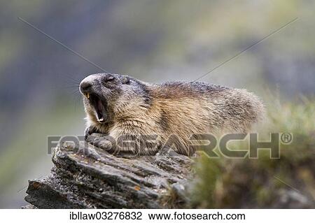 Stock Image - "Alpine Marmot (Marmota marmota), Grossglockner, Hohe Tauern National Park, Tyrol, Austria, Europe". Fotosearch