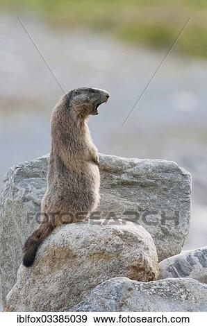 "Alpine Marmot (Marmota marmota) calling on a rock, Zillertal, Tyrol, Austria, Europe" View Large Photo Image Stock Photo - "Alpine Marmot (Marmota marmota) calling on a rock, Zillertal, Tyrol, Austria, Europe". Fotosearch