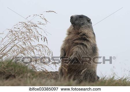 "Alpine Marmot (Marmota marmota) keeping watch attentively outside its burrow, Kaiser-Franz-Josefs-Hohe, Carinthia, Austria, Europe" View Large Photo Image Stock Photo - "Alpine Marmot (Marmota marmota) keeping watch attentively outside its burrow, Kaiser-Franz-Josefs-Hohe, Carinthia, Austria, Europe". Fotosearch