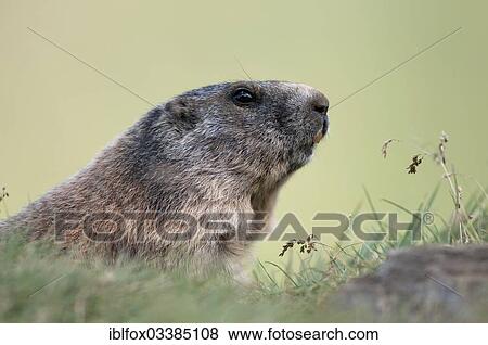 "Alpine Marmot (Marmota marmota), portrait of an adult, Kaiser-Franz-Josefs-Hohe, Carinthia, Austria, Europe" View Large Photo Image Stock Photo - "Alpine Marmot (Marmota marmota), portrait of an adult, Kaiser-Franz-Josefs-Hohe, Carinthia, Austria, Europe". Fotosearch