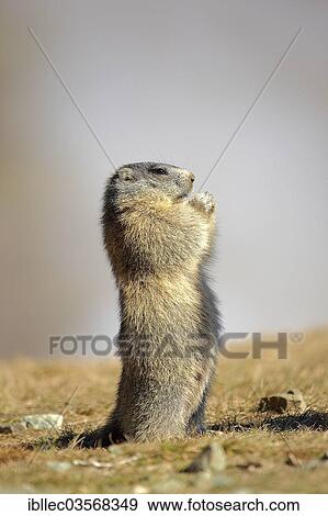 "Alpine Marmot (Marmota marmota), Tyrol, Austria, Europe" View Large Photo Image Stock Photo - "Alpine Marmot (Marmota marmota), Tyrol, Austria, Europe". Fotosearch
