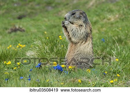 "Alpine Marmot (Marmota marmota), feeding, High Tauern National Park, Austria, Europe" View Large Photo Image Stock Photo - "Alpine Marmot (Marmota marmota), feeding, High Tauern National Park, Austria, Europe". Fotosearch