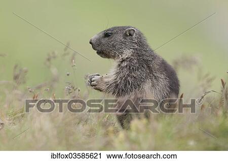 Stock Image - "Alpine Marmot (Marmota marmota), young animal, Kaiser-Franz-Josefs-Hohe, Carinthia, Austria, Europe". Fotosearch