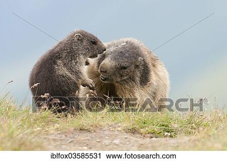 "Alpine Marmots (Marmota marmota) adult playing with young, Kaiser-Franz-Josefs-Hohe, Carinthia, Austria, Europe" View Large Photo Image Stock Image - "Alpine Marmots (Marmota marmota) adult playing with young, Kaiser-Franz-Josefs-Hohe, Carinthia, Austria, Europe". Fotosearch