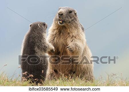 "Alpine Marmots (Marmota marmota) adult playing with young, Kaiser-Franz-Josefs-Hohe, Carinthia, Austria, Europe" View Large Photo Image Stock Photo - "Alpine Marmots (Marmota marmota) adult playing with young, Kaiser-Franz-Josefs-Hohe, Carinthia, Austria, Europe". Fotosearch