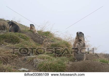 "Alpine Marmots (Marmota marmota), one adult Alpine Marmot (Marmota marmota) keeping watch attentively outside its burrow, Kaiser-Franz-Josefs-Hohe, Carinthia, Austria, Europe" View Large Photo Image Stock Photo - "Alpine Marmots (Marmota marmota), one adult Alpine Marmot (Marmota marmota) keeping watch attentively outside its burrow, Kaiser-Franz-Josefs-Hohe, Carinthia, Austria, Europe". Fotosearch