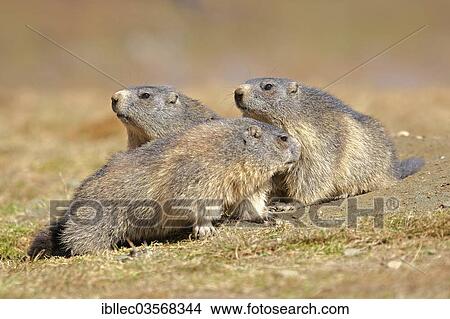 "Alpine Marmots (Marmota marmota), Tyrol, Austria, Europe" View Large Photo Image Picture - "Alpine Marmots (Marmota marmota), Tyrol, Austria, Europe". Fotosearch