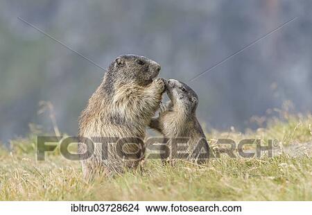 "Alpine Marmots (Marmota marmota), adult and juvenile, Salzburg State, Austria, Europe" View Large Photo Image Picture - "Alpine Marmots (Marmota marmota), adult and juvenile, Salzburg State, Austria, Europe". Fotosearch