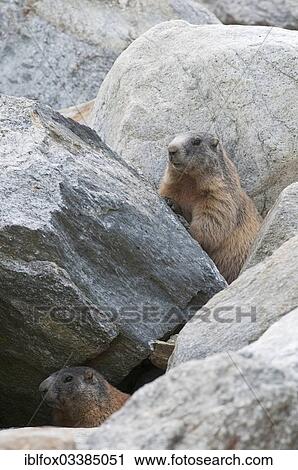 "Alpine Marmots (Marmota marmota) between boulders, Zillertal, Tyrol, Austria, Europe" View Large Photo Image Stock Image - "Alpine Marmots (Marmota marmota) between boulders, Zillertal, Tyrol, Austria, Europe". Fotosearch