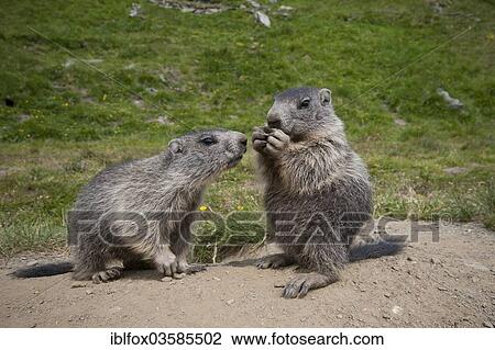 "Alpine Marmots (Marmota marmota), young, Kaiser-Franz-Josefs-Hohe, Carinthia, Austria, Europe" View Large Photo Image Stock Image - "Alpine Marmots (Marmota marmota), young, Kaiser-Franz-Josefs-Hohe, Carinthia, Austria, Europe". Fotosearch