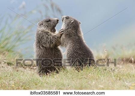"Alpine Marmots (Marmota marmota), young animals playing, Kaiser-Franz-Josefs-Hohe, Carinthia, Austria, Europe" View Large Photo Image Stock Image - "Alpine Marmots (Marmota marmota), young animals playing, Kaiser-Franz-Josefs-Hohe, Carinthia, Austria, Europe". Fotosearch