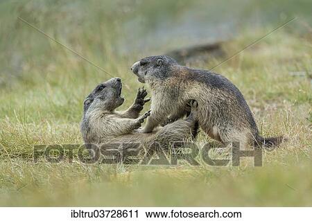 "Alpine Marmots (Marmota marmota), cubs, playing, Salzburg State, Austria, Europe" View Large Photo Image Stock Image - "Alpine Marmots (Marmota marmota), cubs, playing, Salzburg State, Austria, Europe". Fotosearch