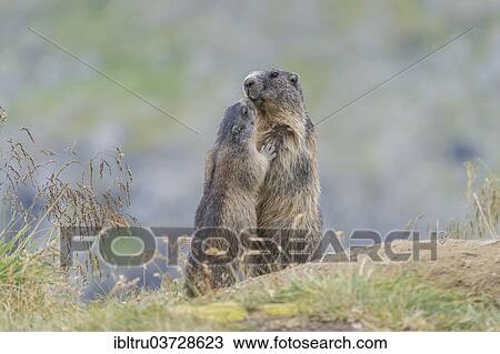 "Alpine Marmots (Marmota marmota), adult and juvenile, Salzburg State, Austria, Europe" View Large Photo Image Stock Image - "Alpine Marmots (Marmota marmota), adult and juvenile, Salzburg State, Austria, Europe". Fotosearch