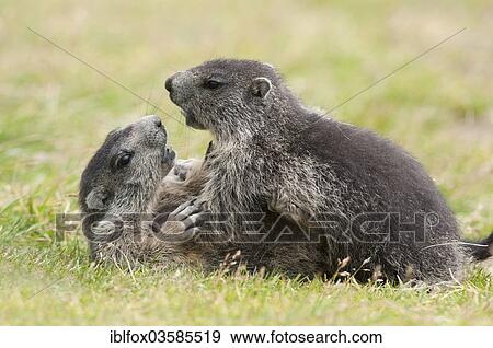 "Alpine Marmots (Marmota marmota), young animals playing, Kaiser-Franz-Josefs-Hohe, Carinthia, Austria, Europe" View Large Photo Image Stock Photo - "Alpine Marmots (Marmota marmota), young animals playing, Kaiser-Franz-Josefs-Hohe, Carinthia, Austria, Europe". Fotosearch