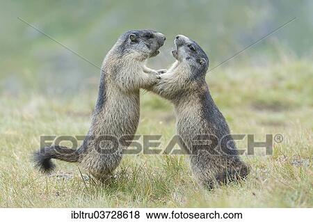 "Alpine Marmots (Marmota marmota), cubs, playing, Salzburg State, Austria, Europe" View Large Photo Image Stock Photo - "Alpine Marmots (Marmota marmota), cubs, playing, Salzburg State, Austria, Europe". Fotosearch