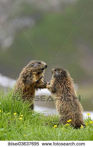 "Alpine Marmots (Marmota marmota) quarreling on a alpine meadow, Oberstdorf, Oberallgau, Allgau, Swabia, Bavaria, Germany, Europe" View Large Photo Image Stock Photography - "Alpine Marmots (Marmota marmota) quarreling on a alpine meadow, Oberstdorf, Oberallgau, Allgau, Swabia, Bavaria, Germany, Europe". Fotosearch