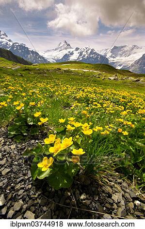 "Alpine Marsh Marigolds (Caltha palustris), Faulhorn mountain, Bernese Alps, Grindelwald, Canton of Bern, Switzerland, Europe" View Large Photo Image Stock Photo - "Alpine Marsh Marigolds (Caltha palustris), Faulhorn mountain, Bernese Alps, Grindelwald, Canton of Bern, Switzerland, Europe". Fotosearch