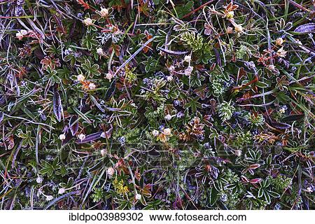 Stock Image - "Alpine meadow above the treeline, tundra, with morning frost, Tyrol, Austria, Europe". Fotosearch
