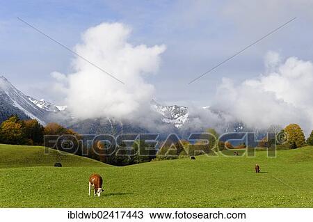 Alpine meadow, Hochkreut, Bayrischzell, Upper Bavaria, Bavaria, Germany, Europe View Large Photo Image Stock Image - Alpine meadow, Hochkreut, Bayrischzell, Upper Bavaria, Bavaria, Germany, Europe. Fotosearch