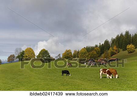 Alpine meadow, Hochkreut, Bayrischzell, Upper Bavaria, Bavaria, Germany, Europe View Large Photo Image Stock Photo - Alpine meadow, Hochkreut, Bayrischzell, Upper Bavaria, Bavaria, Germany, Europe. Fotosearch