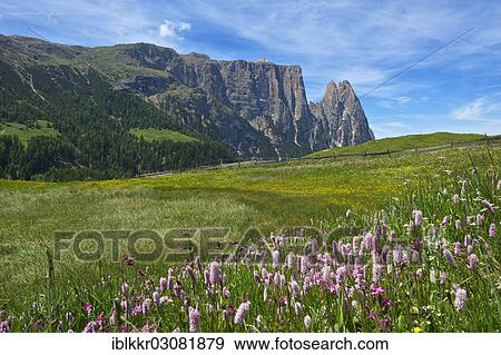 "Alpine meadow with blooming Bistort (Bistorta officinalis), Sciliar Mountain, Seiser Alm, Dolomiten, South Tyrol province, Trentino-Alto Adige, Italy, Europe" View Large Photo Image Stock Photo - "Alpine meadow with blooming Bistort (Bistorta officinalis), Sciliar Mountain, Seiser Alm, Dolomiten, South Tyrol province, Trentino-Alto Adige, Italy, Europe". Fotosearch
