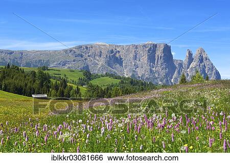 "Alpine meadow with blooming Bistort (Bistorta officinalis), Sciliar Mountain, Seiser Alm, Dolomiten, South Tyrol province, Trentino-Alto Adige, Italy, Europe" View Large Photo Image Stock Photograph - "Alpine meadow with blooming Bistort (Bistorta officinalis), Sciliar Mountain, Seiser Alm, Dolomiten, South Tyrol province, Trentino-Alto Adige, Italy, Europe". Fotosearch