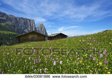 "Alpine meadow with blooming Bistort (Bistorta officinalis), Sciliar Mountain, Seiser Alm, Dolomiten, South Tyrol province, Trentino-Alto Adige, Italy, Europe" View Large Photo Image Stock Photograph - "Alpine meadow with blooming Bistort (Bistorta officinalis), Sciliar Mountain, Seiser Alm, Dolomiten, South Tyrol province, Trentino-Alto Adige, Italy, Europe". Fotosearch