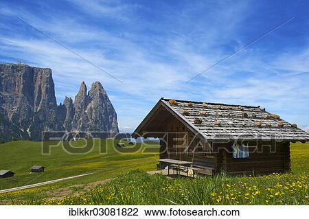 "Alpine meadows on the Alpe di Siusi with Sciliar Mountain, Seiser Alm, Dolomiten, South Tyrol province, Trentino-Alto Adige, Italy, Europe" View Large Photo Image Stock Image - "Alpine meadows on the Alpe di Siusi with Sciliar Mountain, Seiser Alm, Dolomiten, South Tyrol province, Trentino-Alto Adige, Italy, Europe". Fotosearch