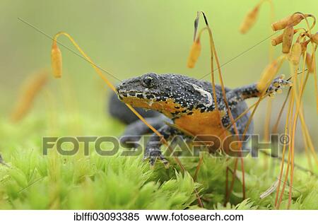 "Alpine newt (Triturus alpestris) makes its way through moss spores, North Rhine-Westphalia, Germany, Europe" View Large Photo Image Stock Photography - "Alpine newt (Triturus alpestris) makes its way through moss spores, North Rhine-Westphalia, Germany, Europe". Fotosearch