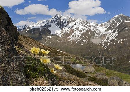 Stock Photography - "Alpine pasqueflower (Pulsatilla alpina ssp. alpiifolia), lake See'le See, Kaunertal valley, Tyrol, Austria, Europe". Fotosearch