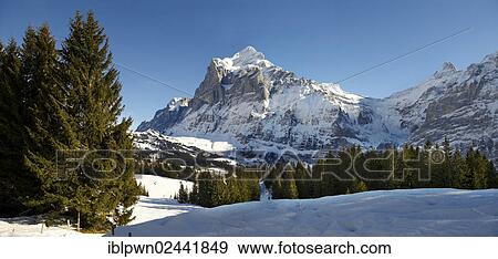 "Alpine slopes with snow looking towards the Wetterhorn Mountain, Switzerland, Europe" View Large Photo Image Stock Photo - "Alpine slopes with snow looking towards the Wetterhorn Mountain, Switzerland, Europe". Fotosearch