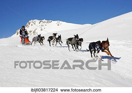 "Alpine Trail Sled Dog Race 2012, Eurohounds, above Lu, Val Mustair, Engadin, Switzerland, Europe" View Large Photo Image Picture - "Alpine Trail Sled Dog Race 2012, Eurohounds, above Lu, Val Mustair, Engadin, Switzerland, Europe". Fotosearch