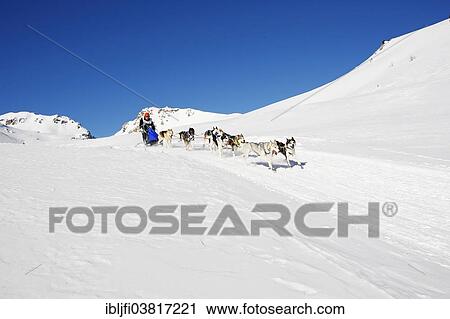 "Alpine Trail Sled Dog Race 2012, Huskies, above Lu, Val Mustair, Engadin, Switzerland, Europe" View Large Photo Image Stock Image - "Alpine Trail Sled Dog Race 2012, Huskies, above Lu, Val Mustair, Engadin, Switzerland, Europe". Fotosearch