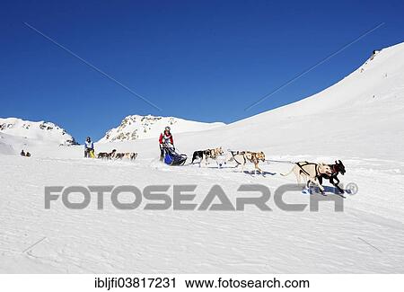 "Alpine Trail Sled Dog Race 2012, Eurohounds, above Lu, Val Mustair, Engadin, Switzerland, Europe" View Large Photo Image Stock Image - "Alpine Trail Sled Dog Race 2012, Eurohounds, above Lu, Val Mustair, Engadin, Switzerland, Europe". Fotosearch