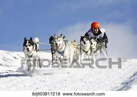 "Alpine Trail Sled Dog Race 2012, Huskies, Prato Piazza alpine meadow, Fanes-Sennes-Prags Nature Park, Prags, Dolomites, Alto Adige, Italy, Europe" View Large Photo Image Stock Photo - "Alpine Trail Sled Dog Race 2012, Huskies, Prato Piazza alpine meadow, Fanes-Sennes-Prags Nature Park, Prags, Dolomites, Alto Adige, Italy, Europe". Fotosearch