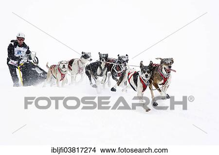 "Alpine Trail Sled Dog Race 2013, Eurohounds, Prato Piazza alpine meadow, Fanes-Sennes-Prags Nature Park, Prags, Dolomites, Alto Adige, Italy, Europe" View Large Photo Image Picture - "Alpine Trail Sled Dog Race 2013, Eurohounds, Prato Piazza alpine meadow, Fanes-Sennes-Prags Nature Park, Prags, Dolomites, Alto Adige, Italy, Europe". Fotosearch