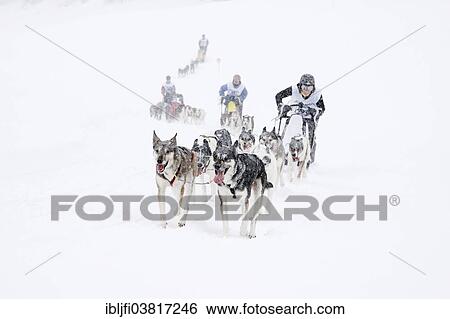 "Alpine Trail Sled Dog Race 2013, Prato Piazza alpine meadow, Fanes-Sennes-Prags Nature Park, Prags, Dolomites, Alto Adige, Italy, Europe" View Large Photo Image Stock Photograph - "Alpine Trail Sled Dog Race 2013, Prato Piazza alpine meadow, Fanes-Sennes-Prags Nature Park, Prags, Dolomites, Alto Adige, Italy, Europe". Fotosearch