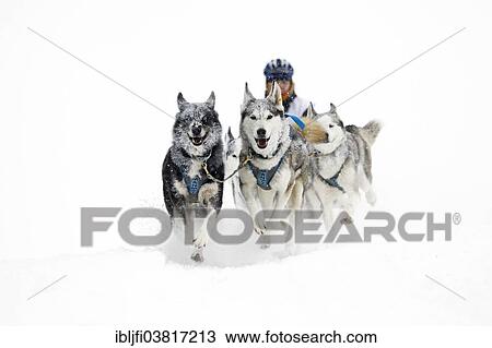 "Alpine Trail Sled Dog Race 2013, Huskies, Prato Piazza alpine meadow, Fanes-Sennes-Prags Nature Park, Prags, Dolomites, Alto Adige, Italy, Europe" View Large Photo Image Stock Image - "Alpine Trail Sled Dog Race 2013, Huskies, Prato Piazza alpine meadow, Fanes-Sennes-Prags Nature Park, Prags, Dolomites, Alto Adige, Italy, Europe". Fotosearch