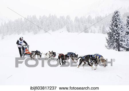 "Alpine Trail Sled Dog Race 2013, Eurohounds, Prato Piazza alpine meadow, Fanes-Sennes-Prags Nature Park, Prags, Dolomites, Alto Adige, Italy, Europe" View Large Photo Image Stock Photo - "Alpine Trail Sled Dog Race 2013, Eurohounds, Prato Piazza alpine meadow, Fanes-Sennes-Prags Nature Park, Prags, Dolomites, Alto Adige, Italy, Europe". Fotosearch