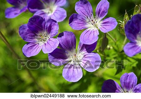 "Alpine Wood Cranesbill (Geranium sylvaticum), Bernese Alps, Switzerland, Europe" View Large Photo Image Stock Photo - "Alpine Wood Cranesbill (Geranium sylvaticum), Bernese Alps, Switzerland, Europe". Fotosearch