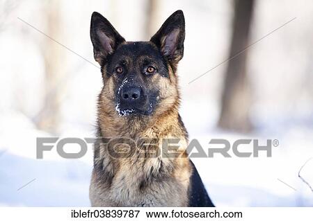 "Alsatian or German Shepherd, female, portrait, Austria, Europe" View Large Photo Image Stock Photo - "Alsatian or German Shepherd, female, portrait, Austria, Europe". Fotosearch