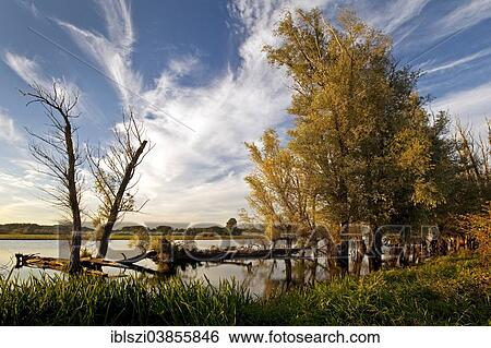 "Altrhein river, Old Rhine, Xanten, Lower Rhine, North Rhine-Westphalia, Germany, Europe" View Large Photo Image Stock Photograph - "Altrhein river, Old Rhine, Xanten, Lower Rhine, North Rhine-Westphalia, Germany, Europe". Fotosearch