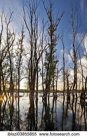 "Altrhein river, Old Rhine, Xanten, Lower Rhine, North Rhine-Westphalia, Germany, Europe" View Large Photo Image Stock Photography - "Altrhein river, Old Rhine, Xanten, Lower Rhine, North Rhine-Westphalia, Germany, Europe". Fotosearch