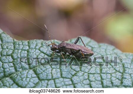 "Alydus calcaratus bug (Alydus calcaratus), Hesse, Germany, Europe" View Large Photo Image Stock Photograph - "Alydus calcaratus bug (Alydus calcaratus), Hesse, Germany, Europe". Fotosearch