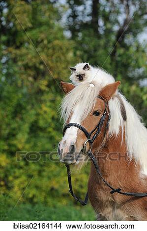 Americain Poney Shetland A A Birman Chat Sur Sien Tete Image Iblisa Fotosearch