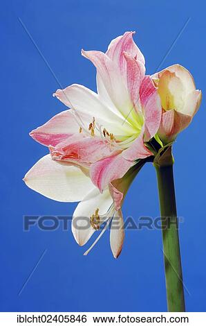 "Amaryllis Lily (Hippeastrum hybrid), ornamental plant" View Large Photo Image Stock Photograph - "Amaryllis Lily (Hippeastrum hybrid), ornamental plant". Fotosearch