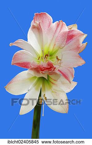 "Amaryllis Lily (Hippeastrum hybrid), ornamental plant" View Large Photo Image Stock Photography - "Amaryllis Lily (Hippeastrum hybrid), ornamental plant". Fotosearch