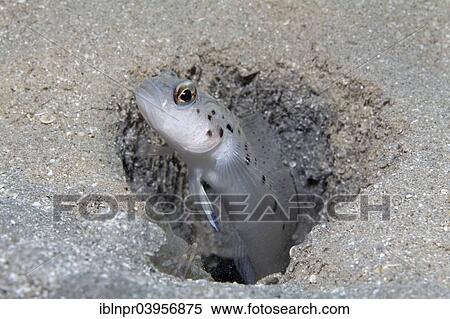 Stock Photography - "Ambanoro prawn-goby (Vanderhorstia ambanoro) watching over digging blind crab partner, Red Sea, Makadi Bay, Hurghada, Egypt, Africa". Fotosearch